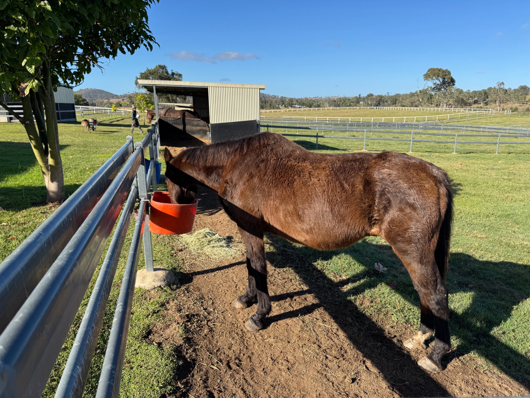 Cormac on his second day at the sanctuary — thin bay horse eating from a feed bucket by the shelter