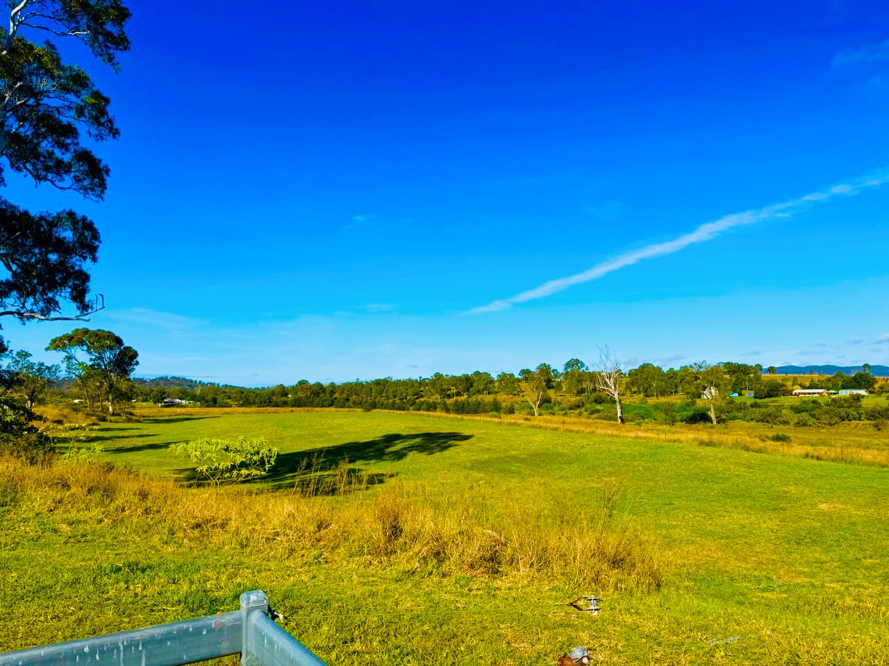 Rolling green pasture beneath a tall gum tree