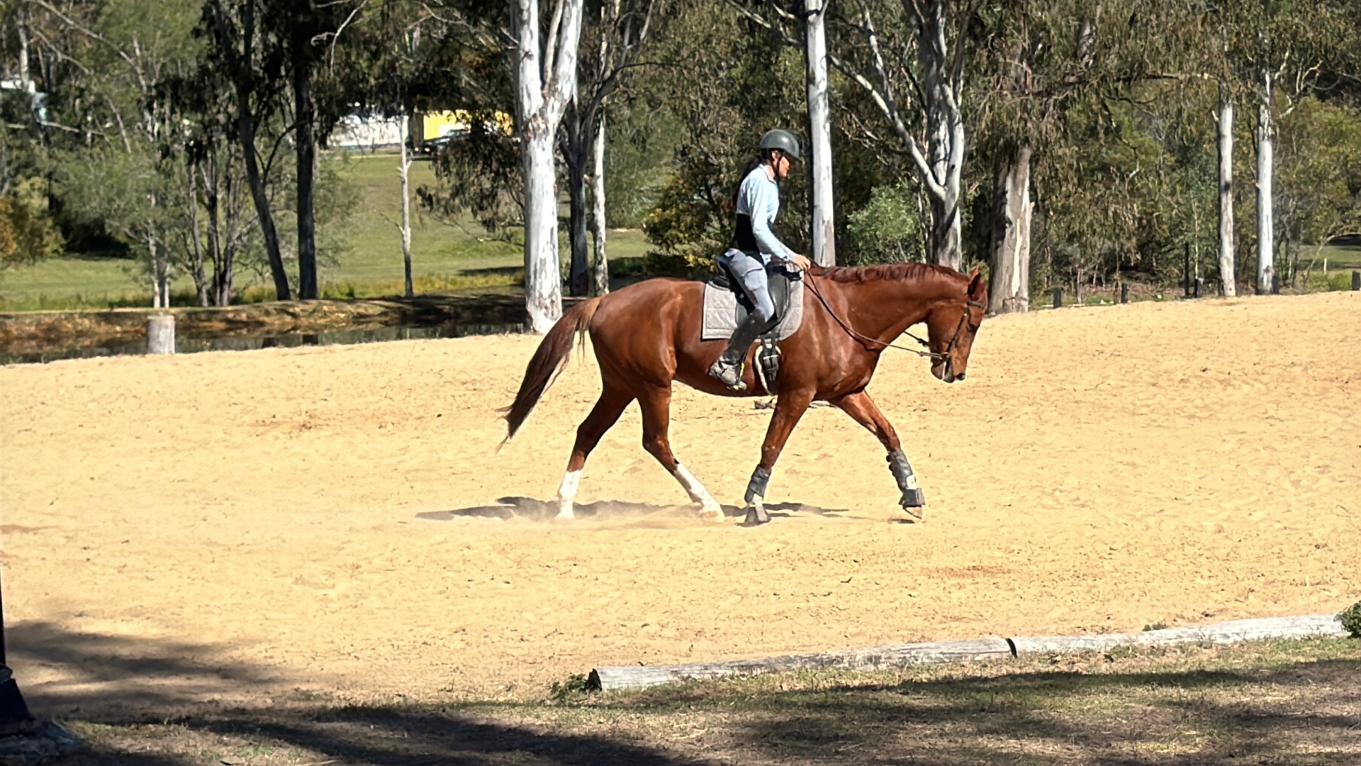 Rosie, 11yr Warmblood mare · Rescued 2017
