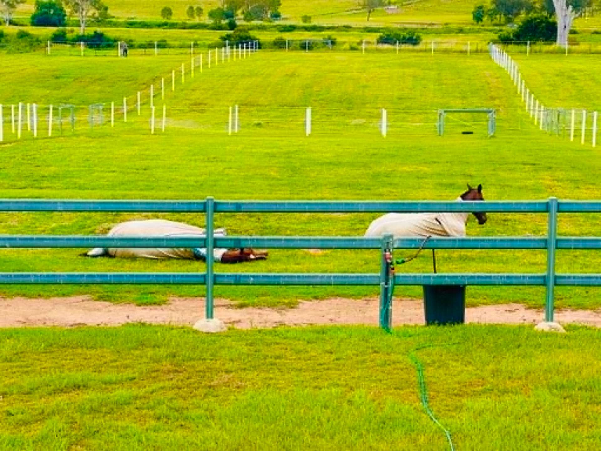Two horses resting in the grass beside a fence line