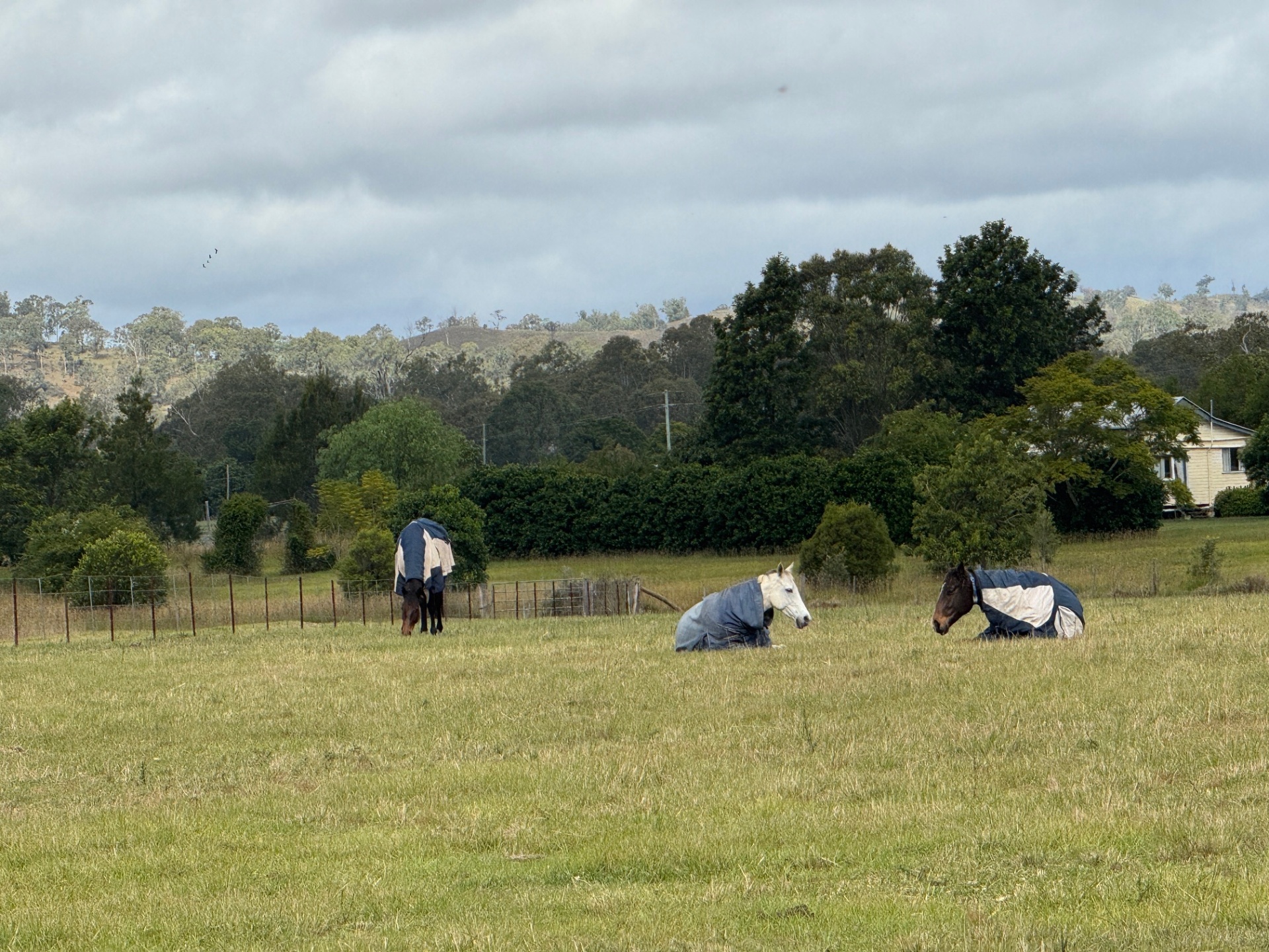 Three rugged horses resting in a green paddock with hills behind
