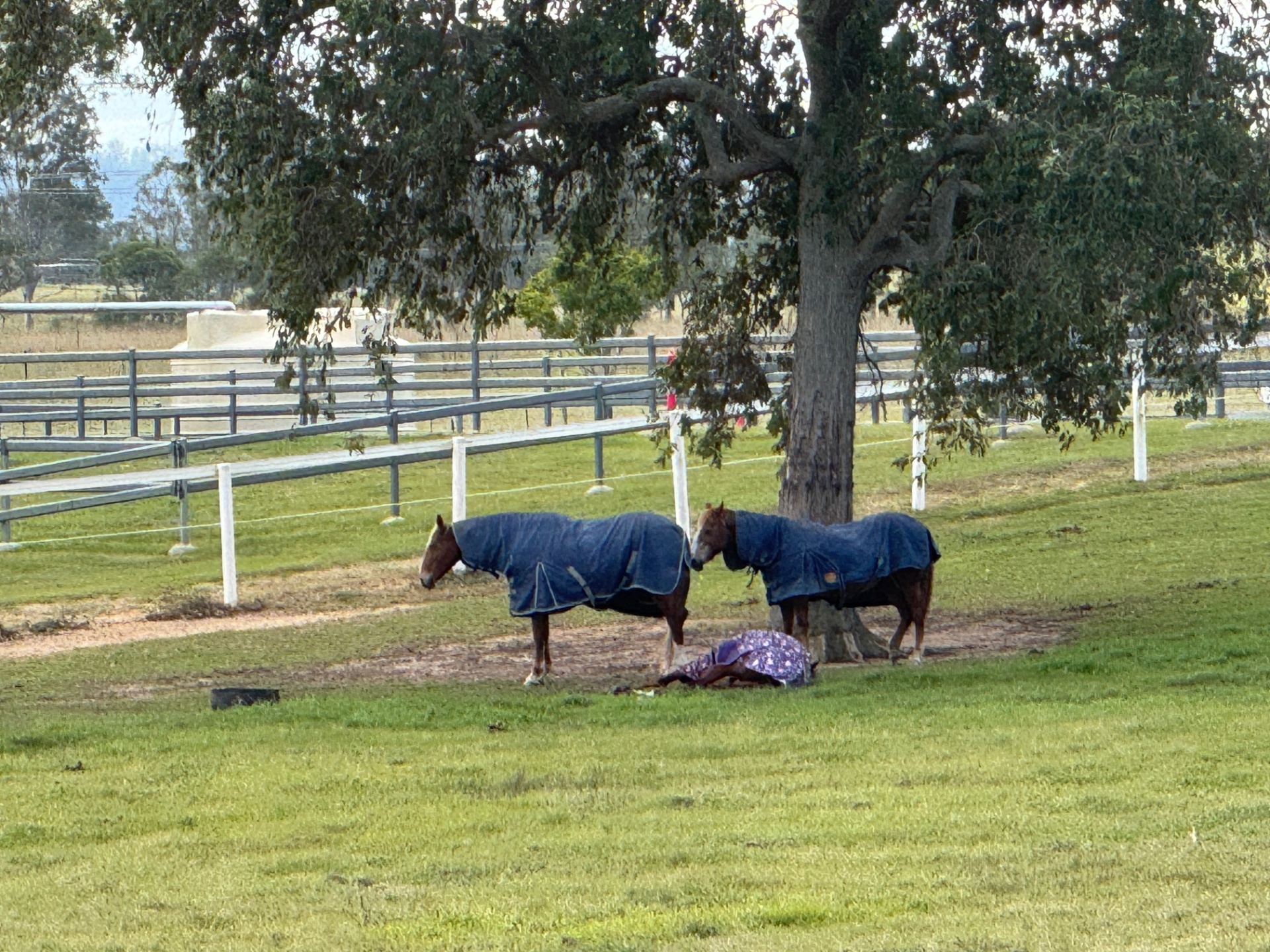 Three rugged horses resting together under a large shade tree