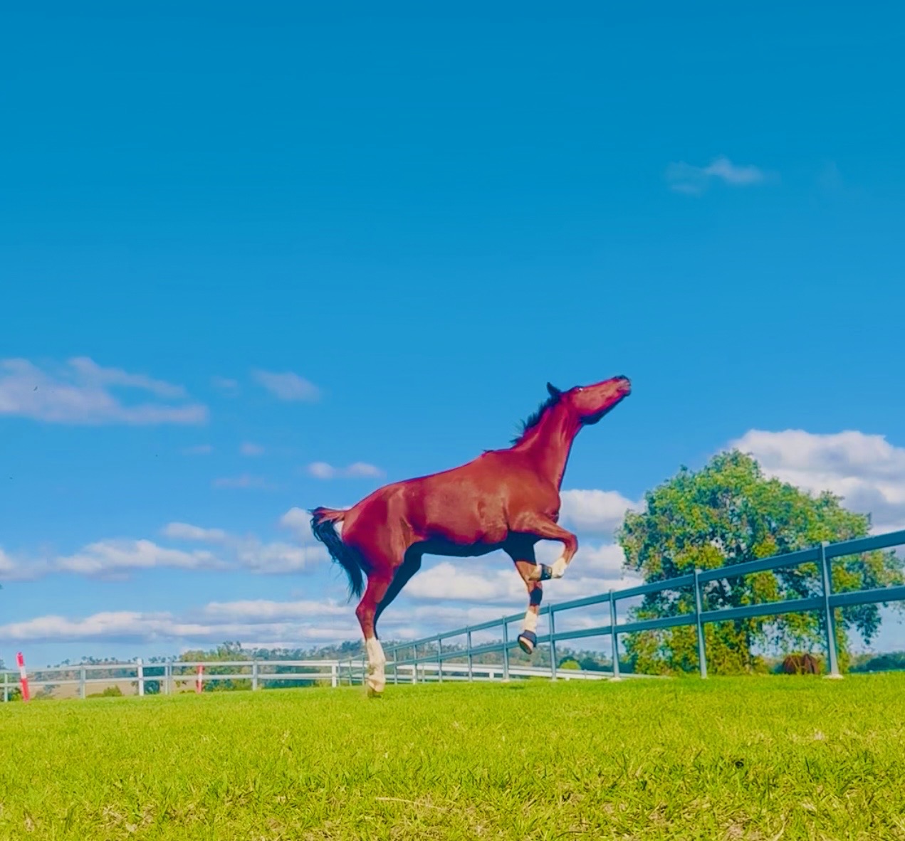 Bay horse leaping playfully in the paddock under a bright blue sky