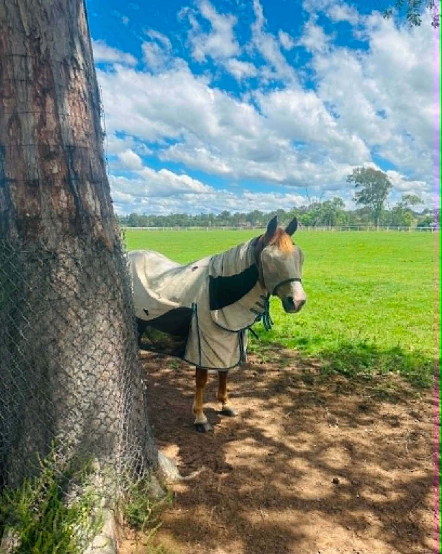 Bridie, 23yr QH broodmare · Rescued 2025