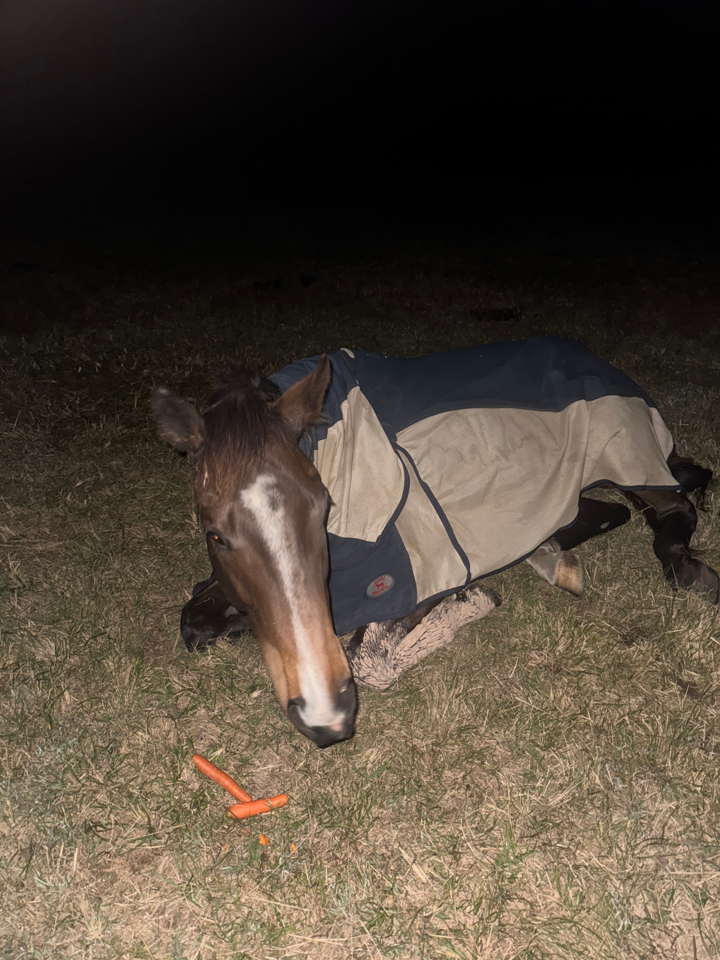 Rugged horse resting in the paddock at night with carrots left as a treat