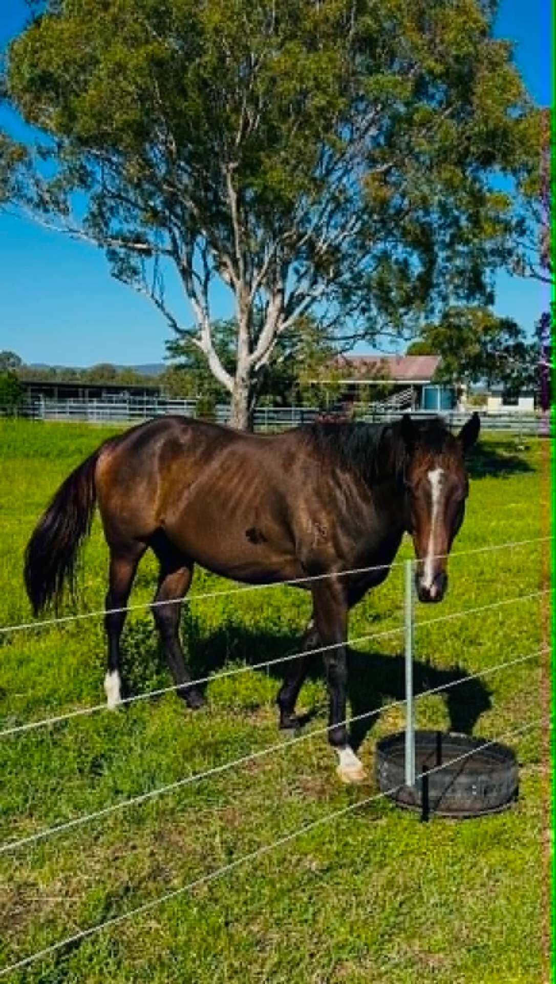 Dark bay horse standing under a gum tree