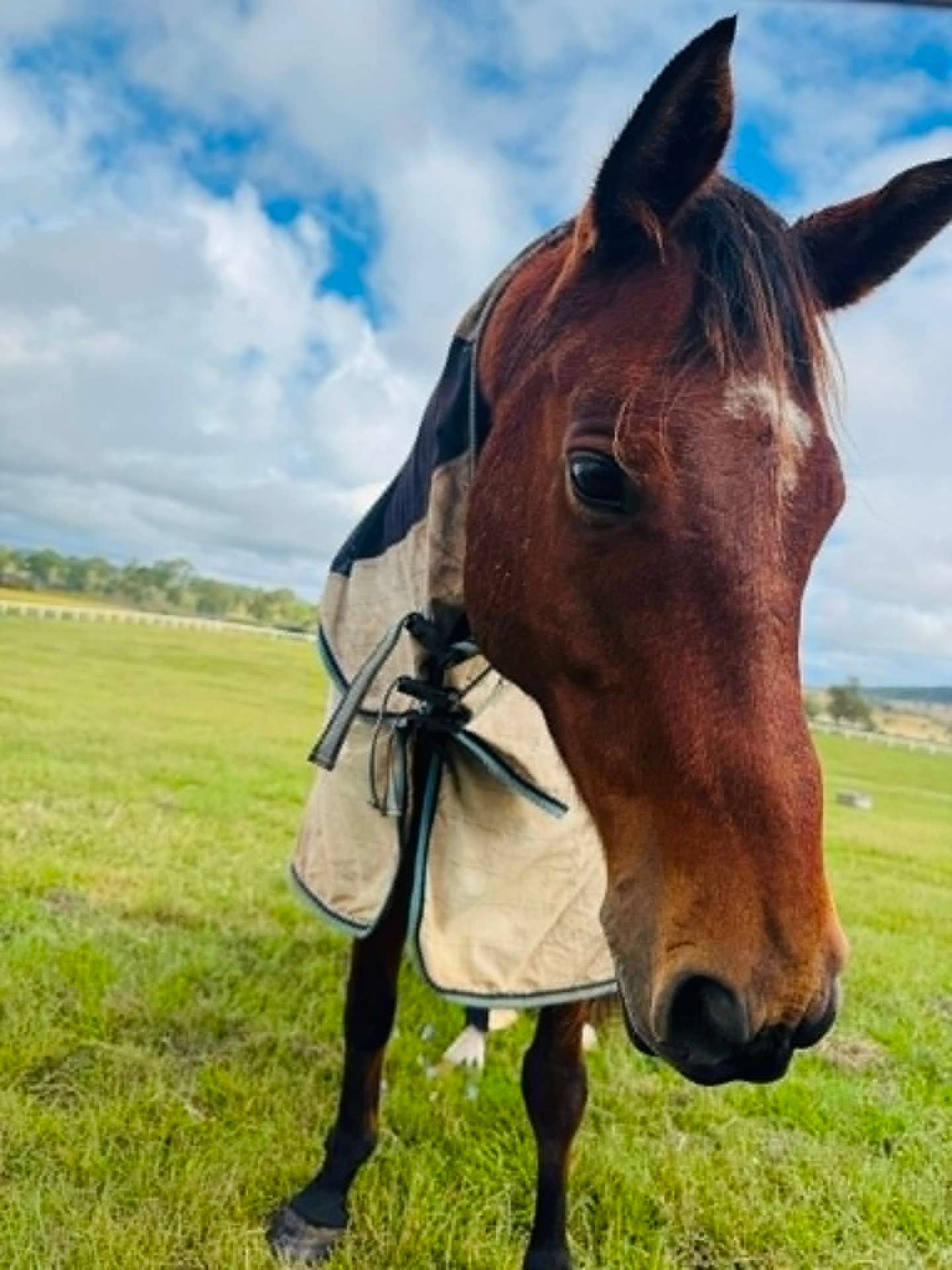 Curious bay horse in a fly rug leaning toward the camera