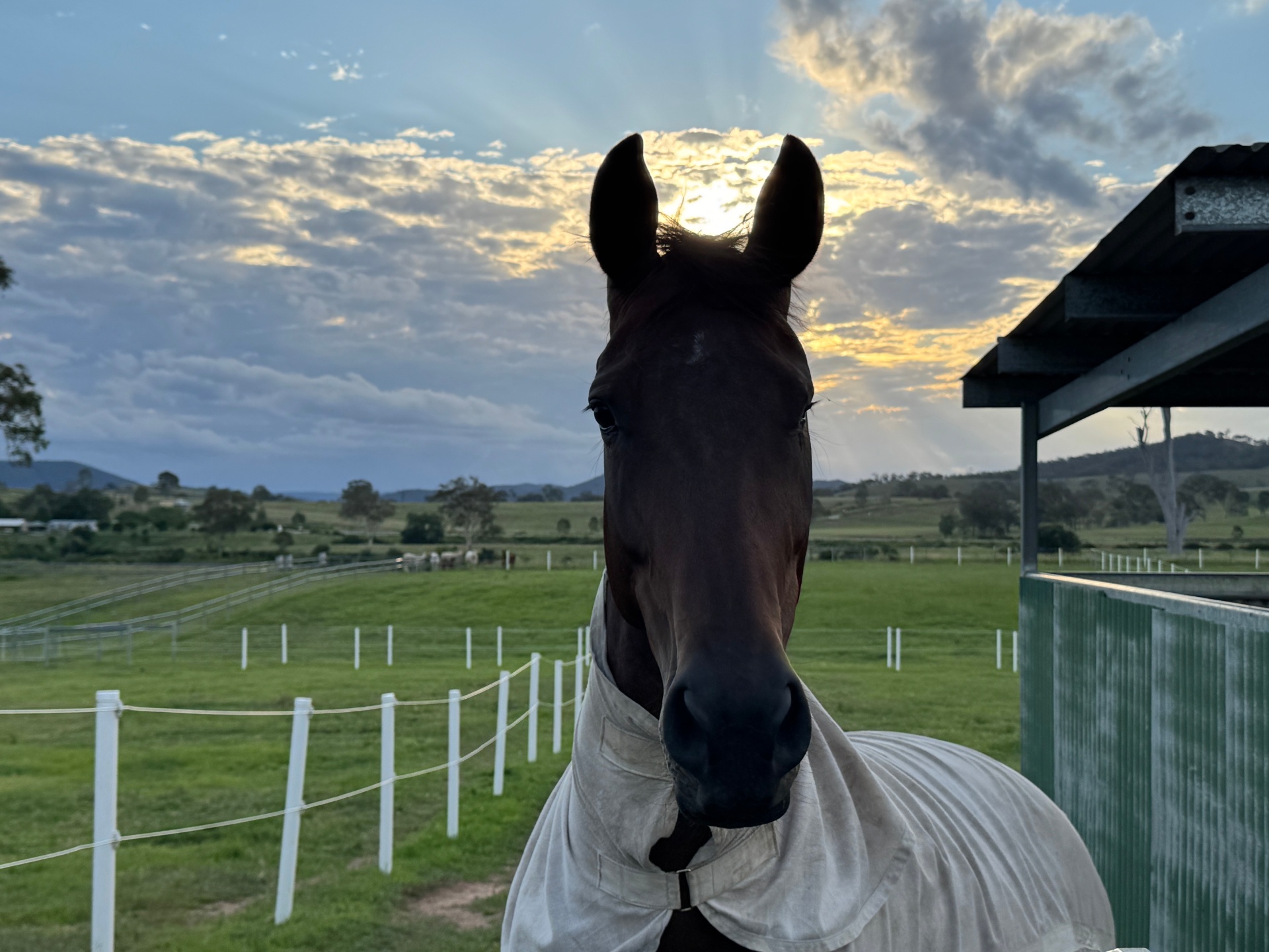 Ori, 8yr Warmblood mare · Rescued 2018