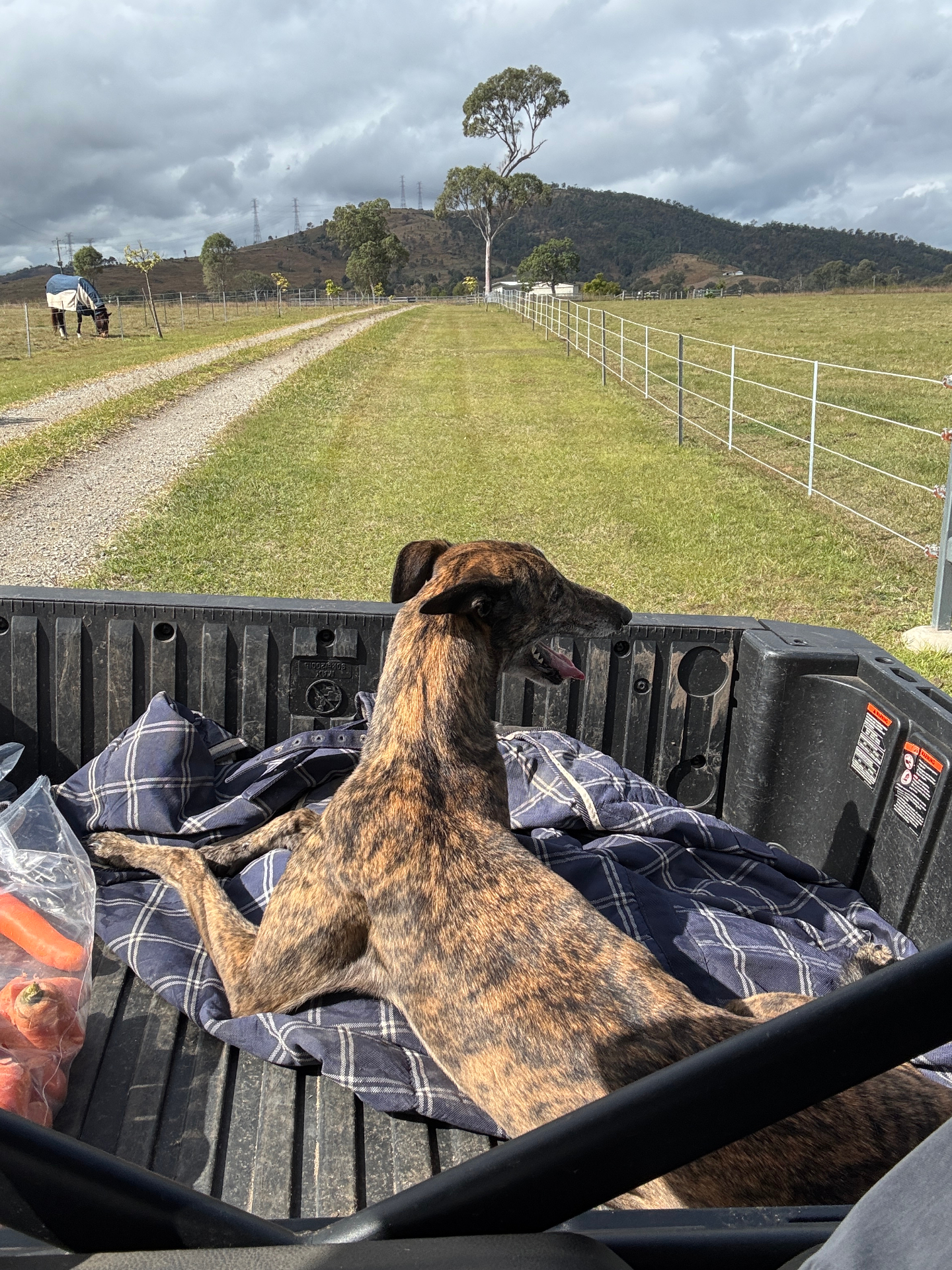 Seamus the brindle greyhound resting in the back of a ute in a paddock with a horse grazing in the distance