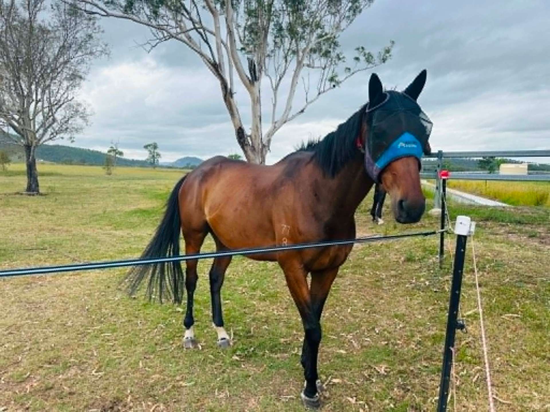 Slim (Resolvo), 8yr OTTB gelding · Rescued 2024
