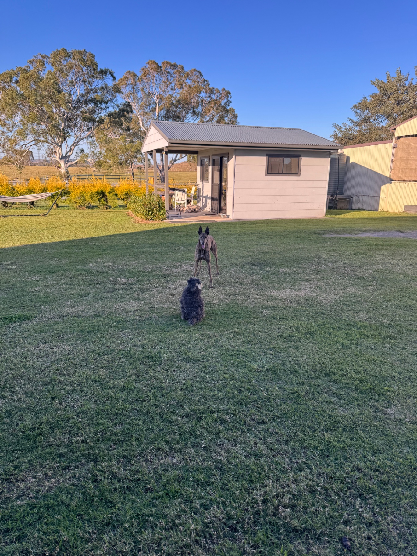 Greyhound and small dog playing on the lawn outside the cabin