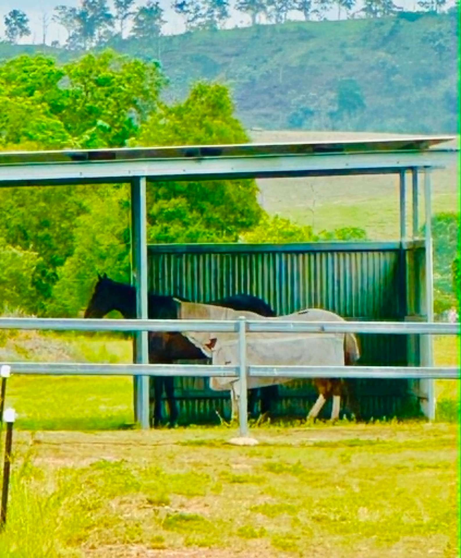 Two horses resting in the shade of a paddock shelter