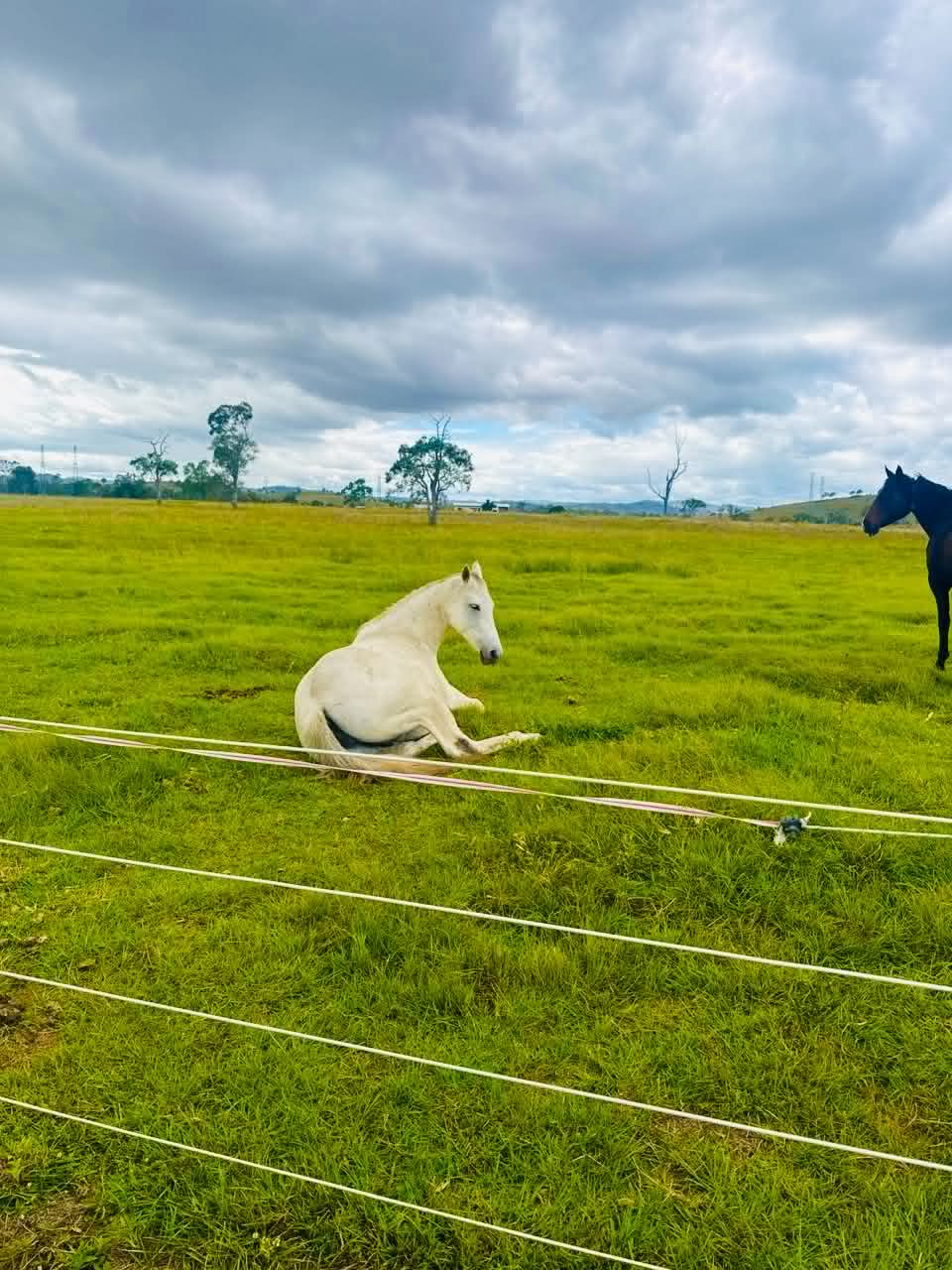 Saoirse (Prayer), 7yr stockhorse mare · Rescued 2025