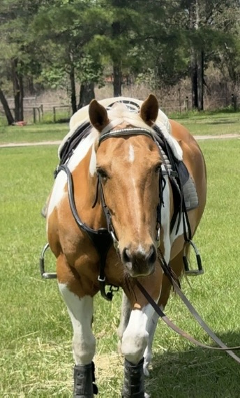 Palomino paint horse in tack standing on the grass