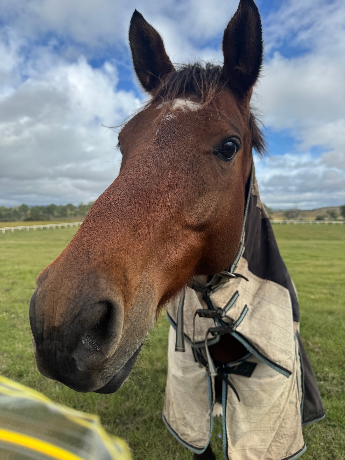 ‘Thomas’ Kiki, 9yr Arabian WB gelding · Rescued 2018