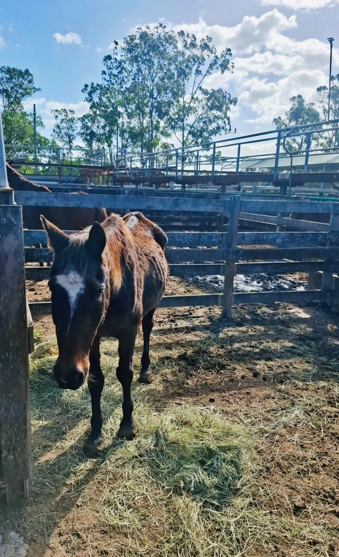 Cormac, an emaciated bay stockhorse standing in the sale yards