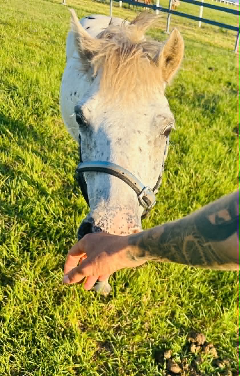 Shay, a speckled grey horse, reaching down to gently take a treat from an outstretched hand