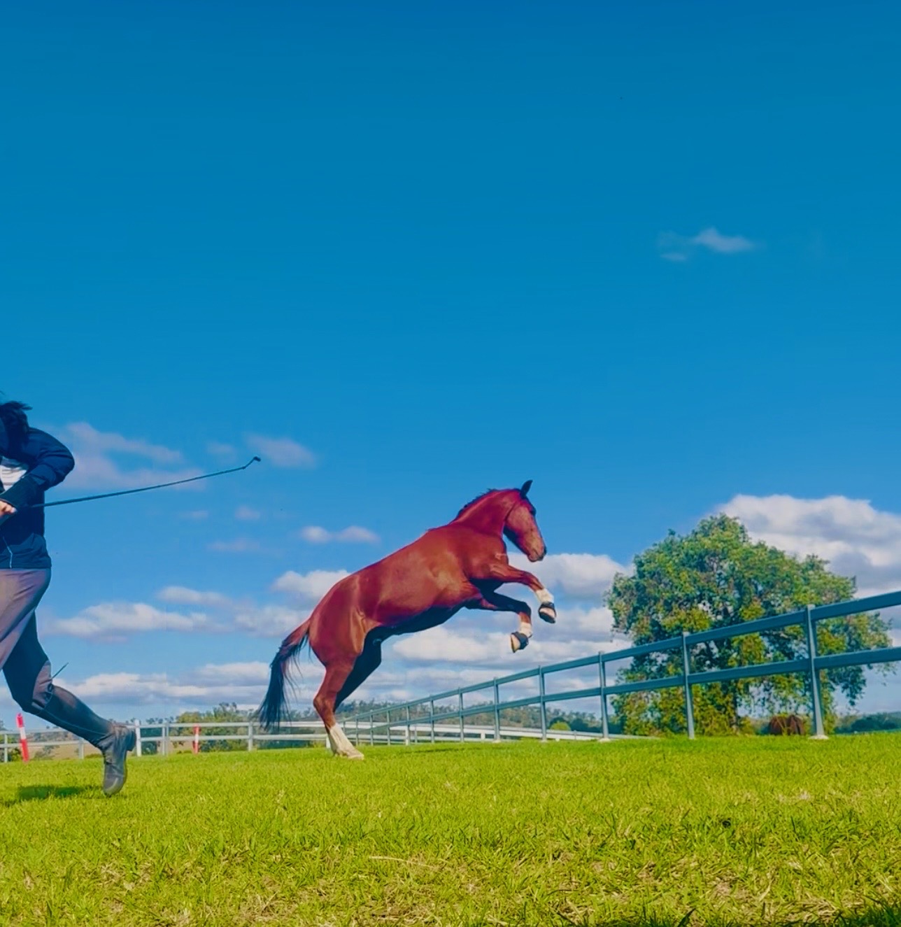 Bay horse bucking and kicking out on the lunge in the green paddock