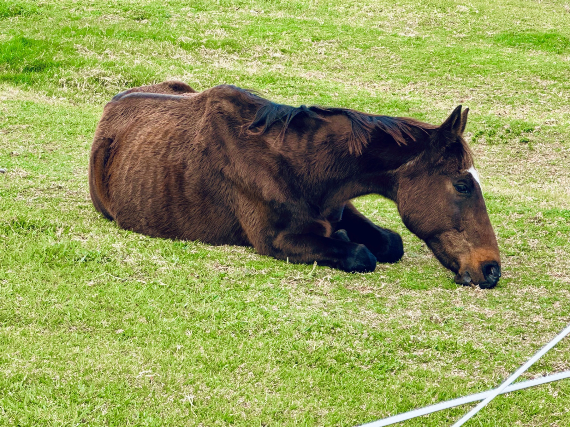 Cormac resting in the grass — thin bay horse lying down showing his prominent ribs