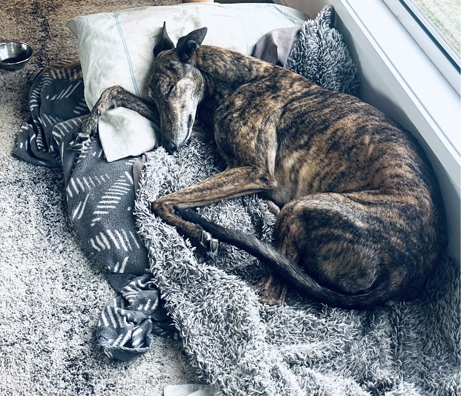 Brindle greyhound curled up asleep on a cosy bed of blankets by the window