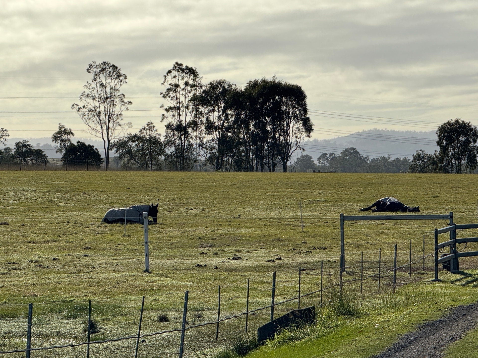 Two rugged horses resting in the paddock with the ranges in the distance