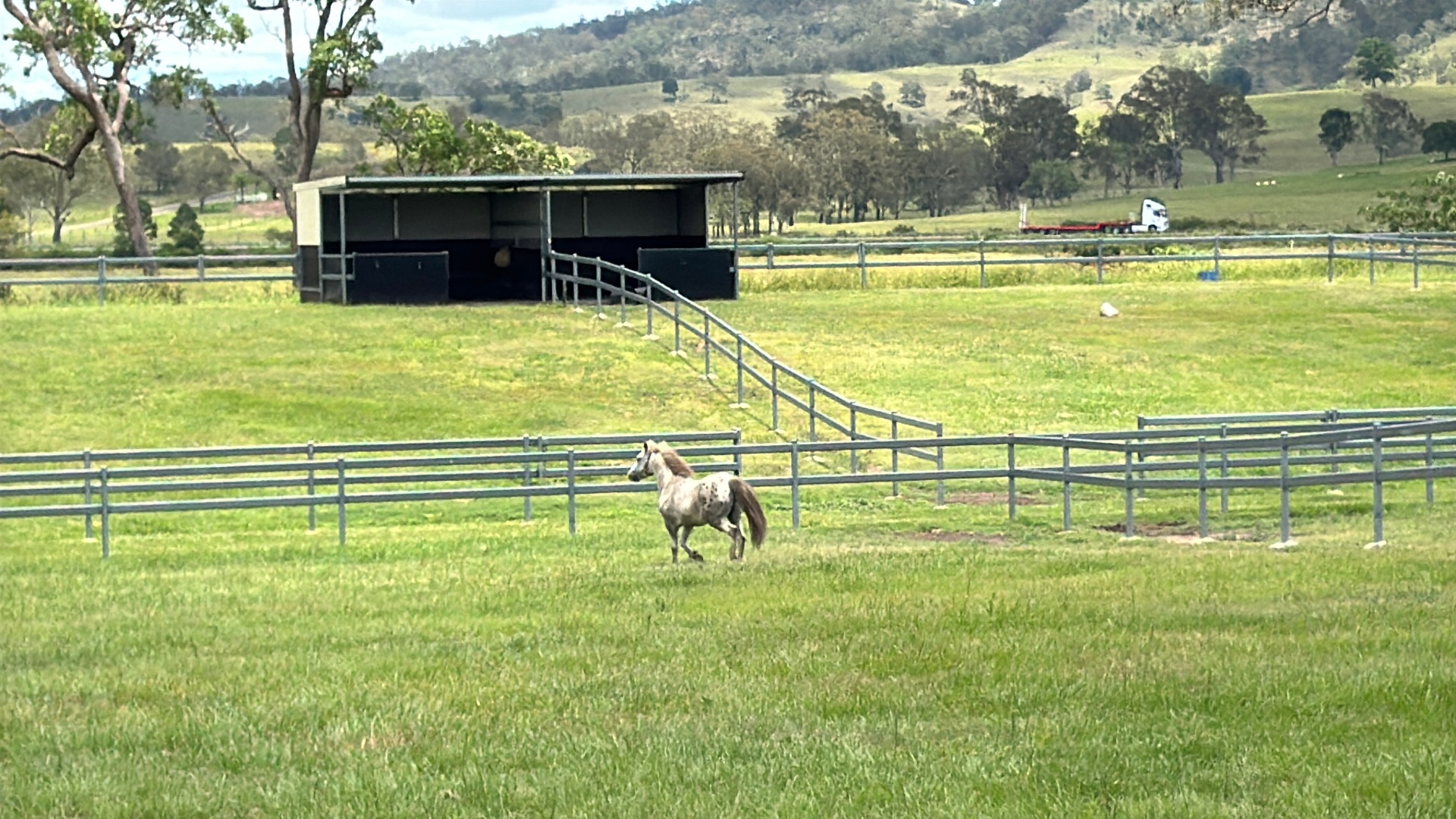 Shay (Domino), Approx 7yr Palouse pony gelding · Rescued 2025