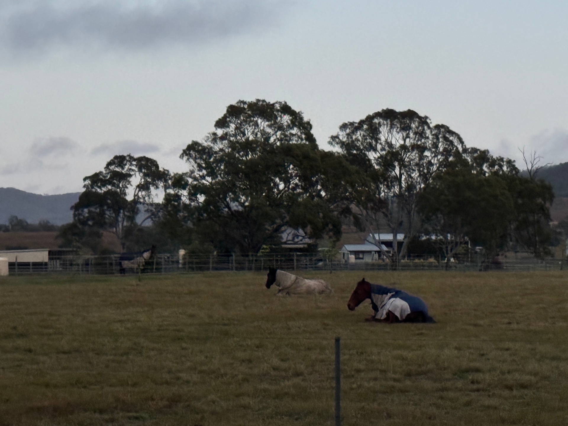 Two horses resting in the paddock at dusk with farm buildings beyond