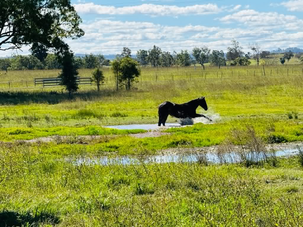 Horse galloping through a flooded paddock, water spraying