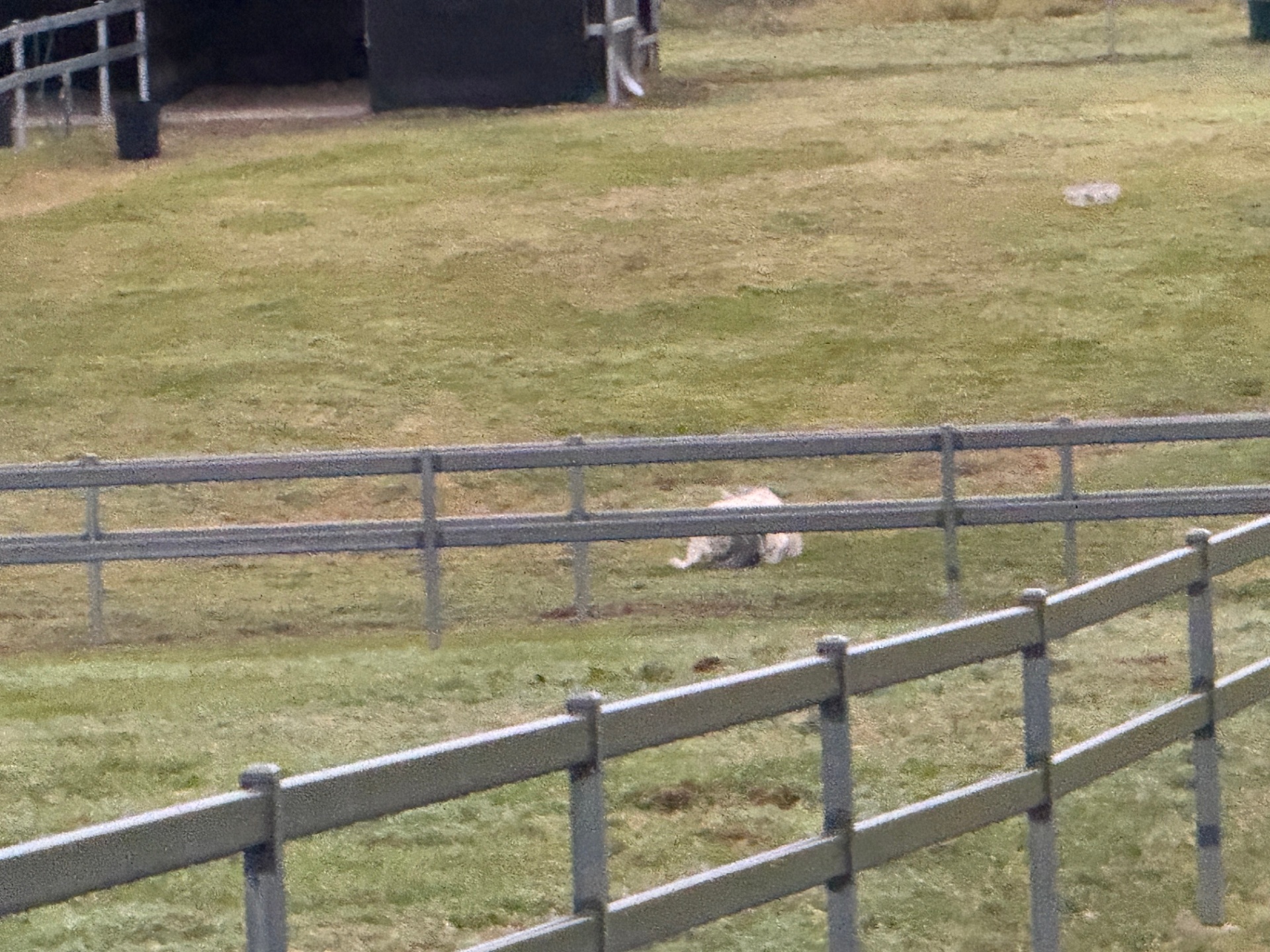 Horse rolling happily in the paddock grass