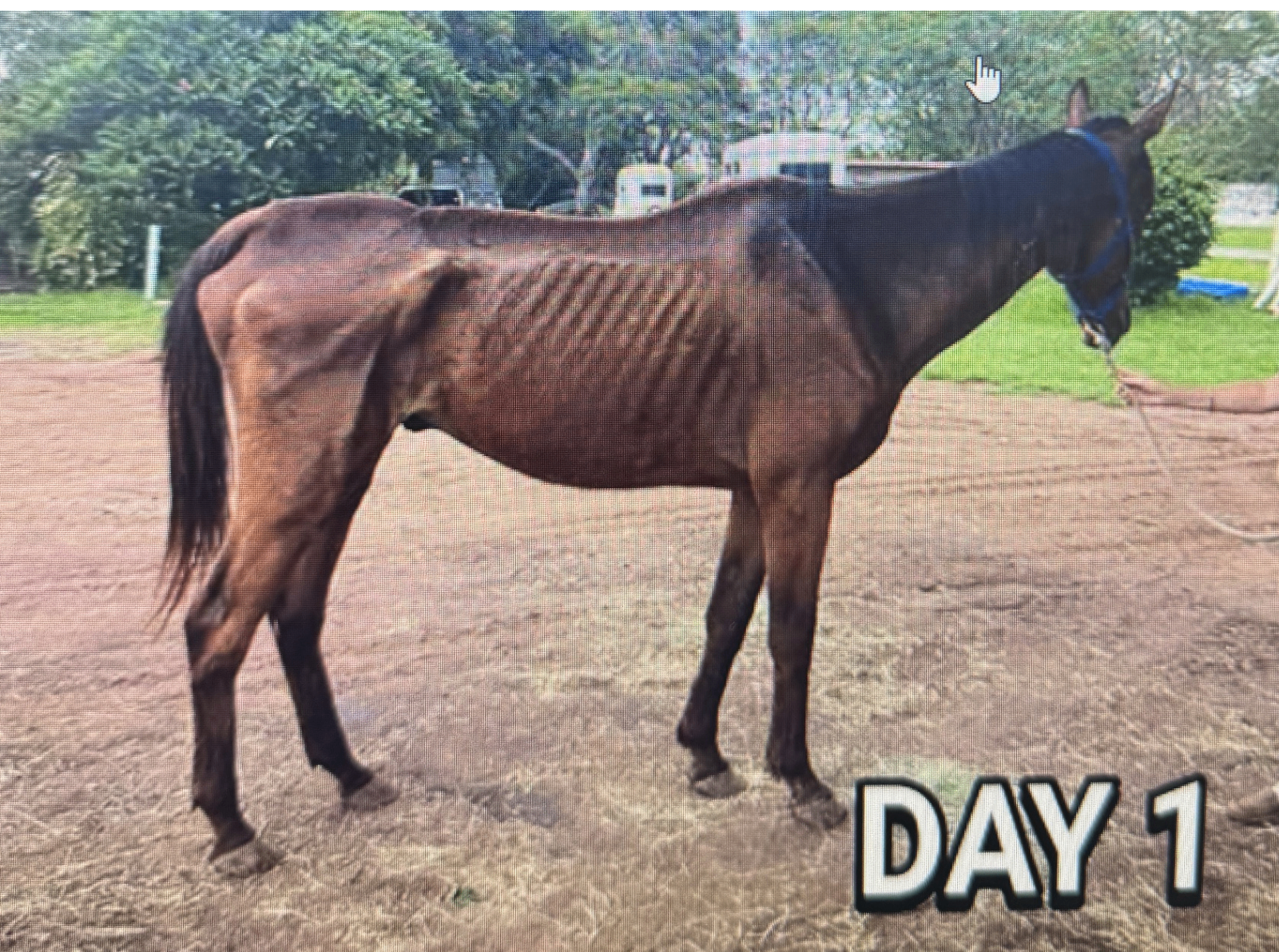 Cillian on day one — dark bay rescue horse showing prominent ribs
