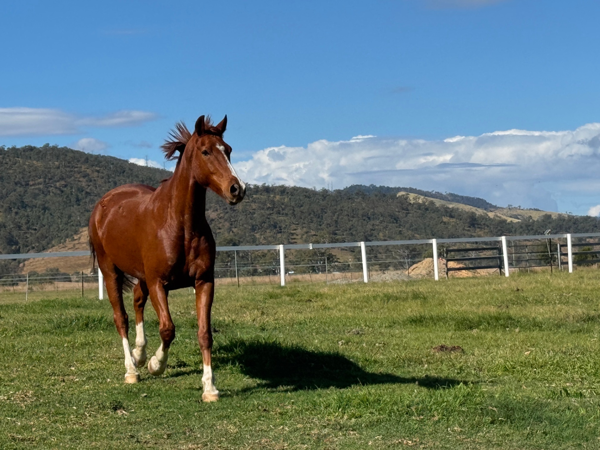 Chestnut horse trotting freely across the paddock under a bright blue sky