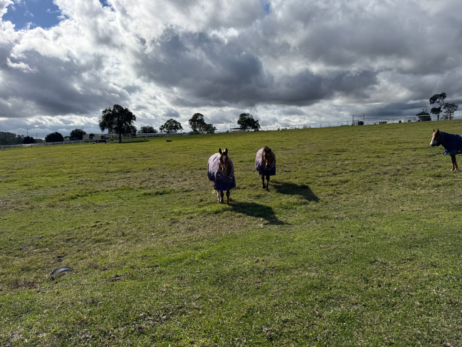 Two rugged horses walking across the paddock under a dramatic cloudy sky