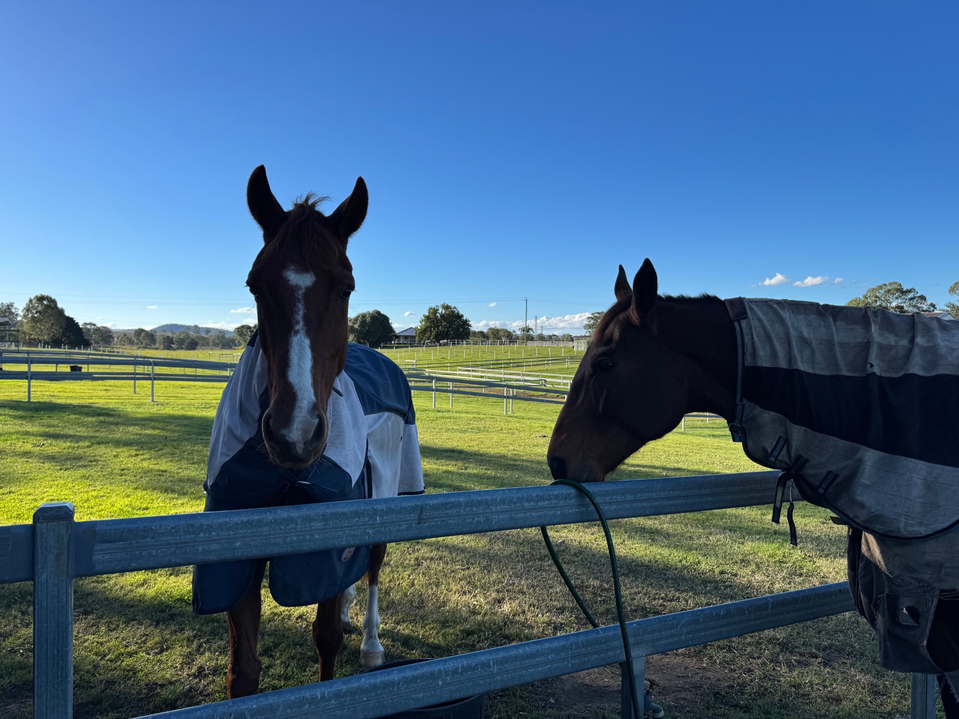 Two chestnut horses meeting over the fence in their fly rugs