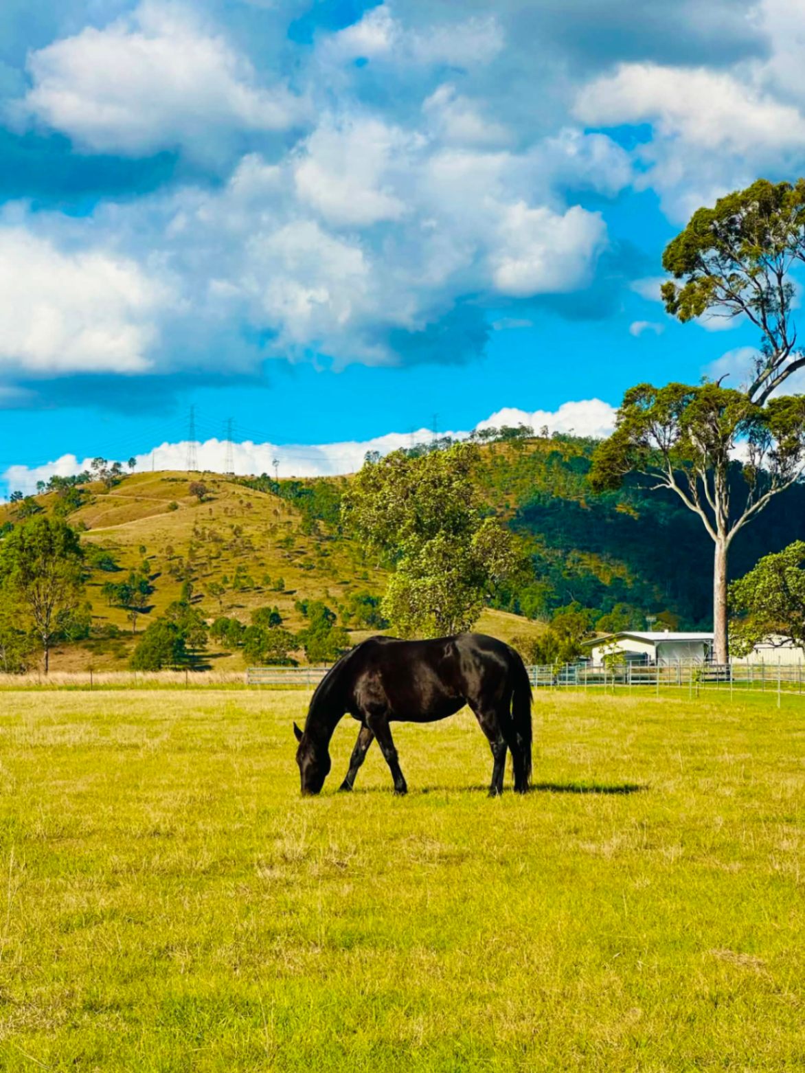 Oonagh (Rhythm), 13yr Standardbred broodmare · Rescued 2026