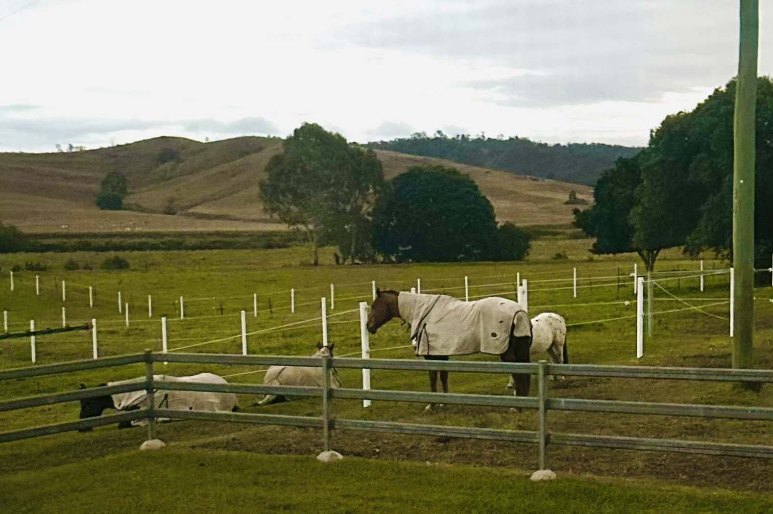 Rugged horses in the paddock with the rolling hills and gum trees beyond