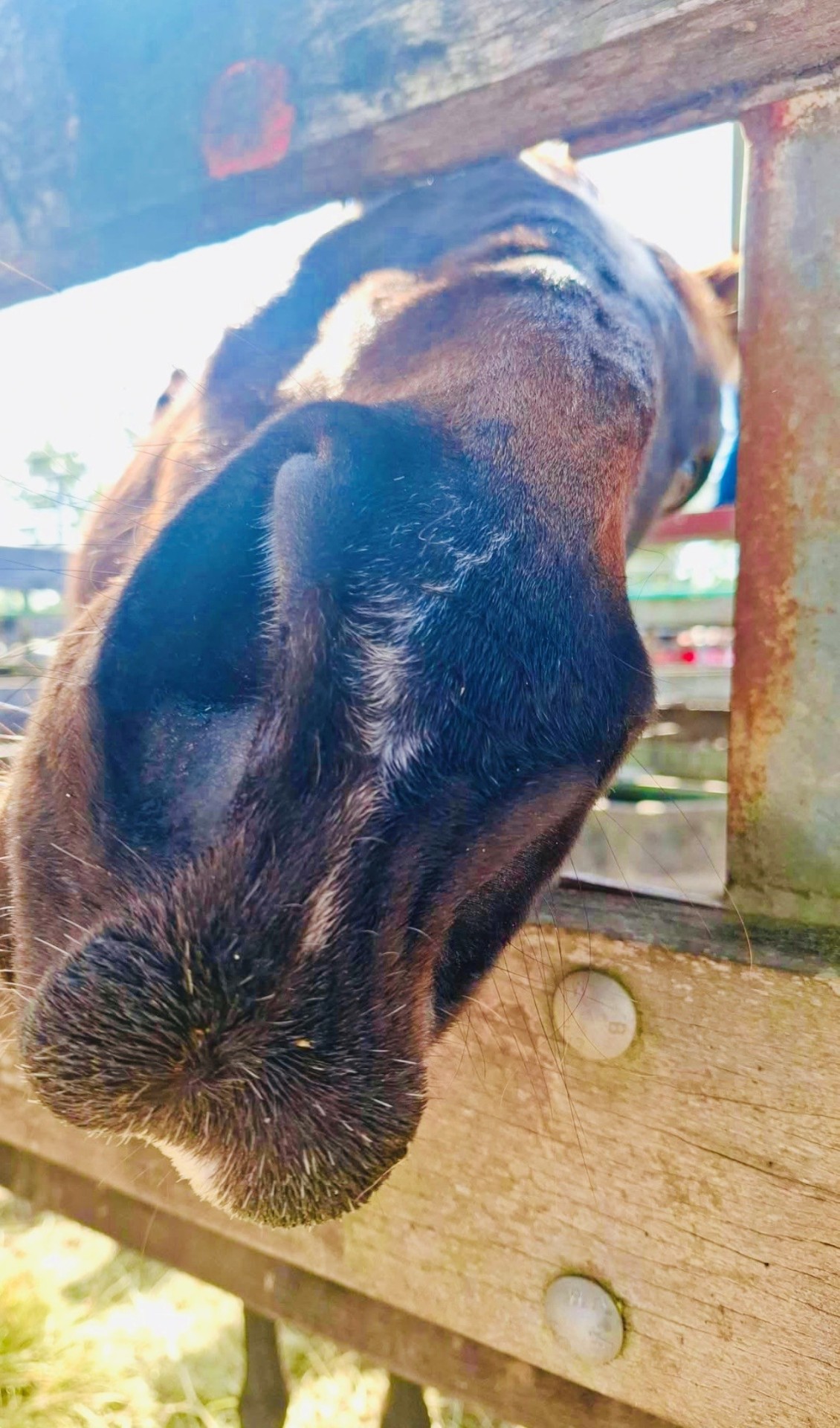 Close-up of Cormac reaching his muzzle over the rail