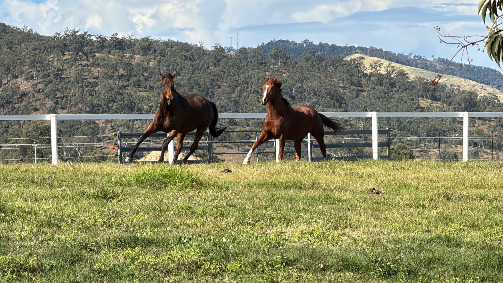 Bay and chestnut horses cantering together across the paddock with the hills behind