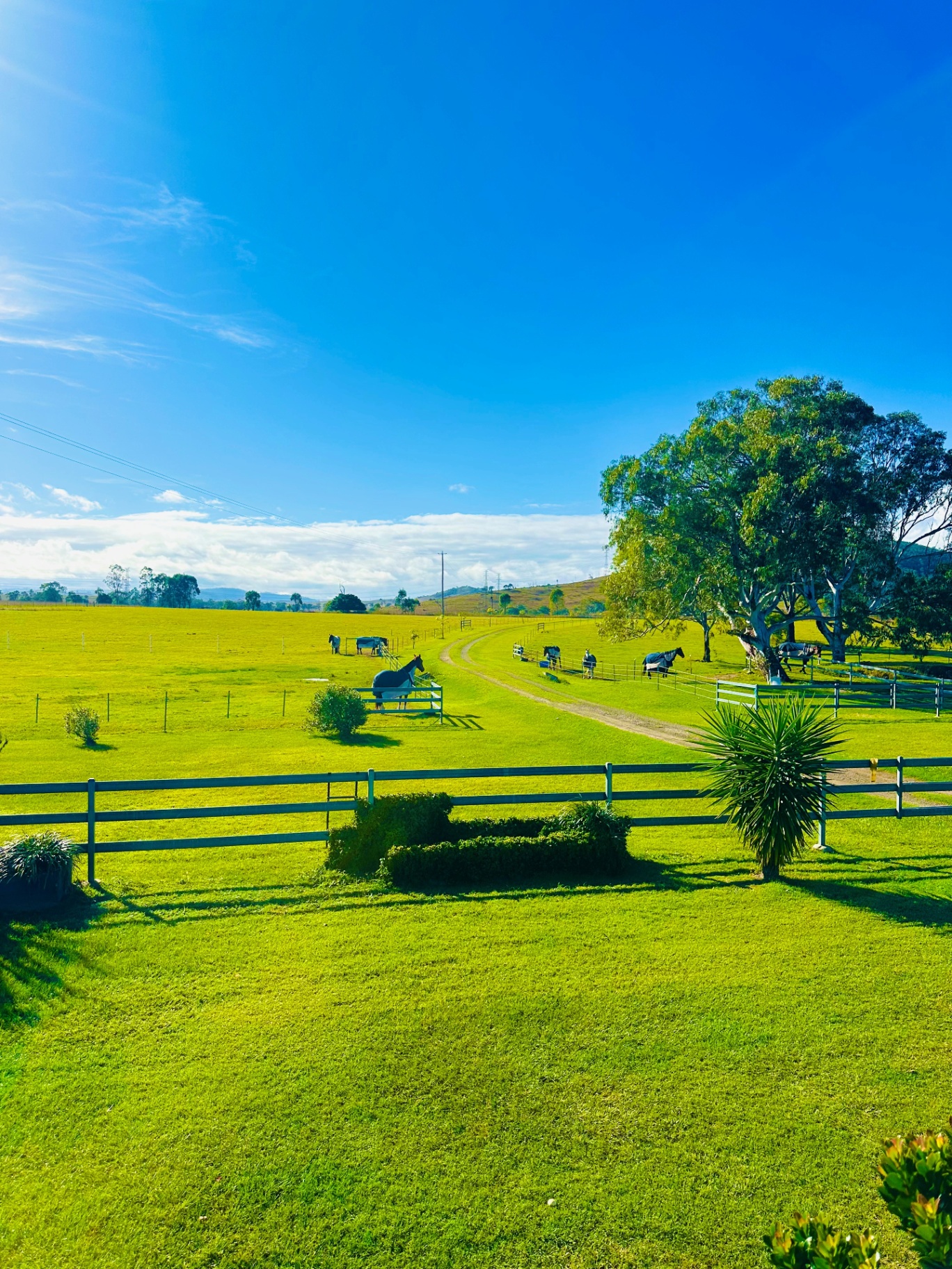 Horses grazing along the driveway with a large gum tree to the right