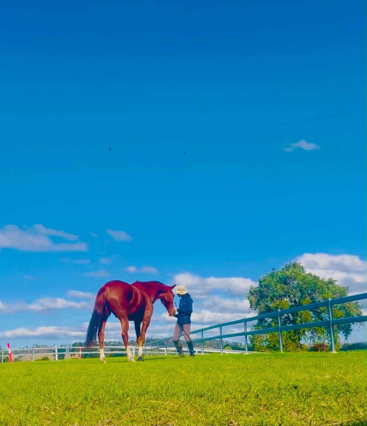 Chestnut horse meeting a carer under a wide blue sky