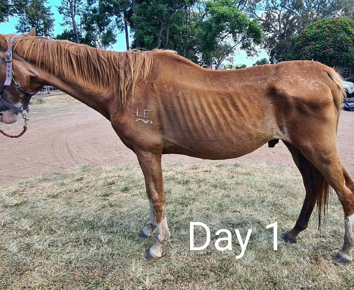 Chestnut rescue horse on day one — underweight and standing on bare ground