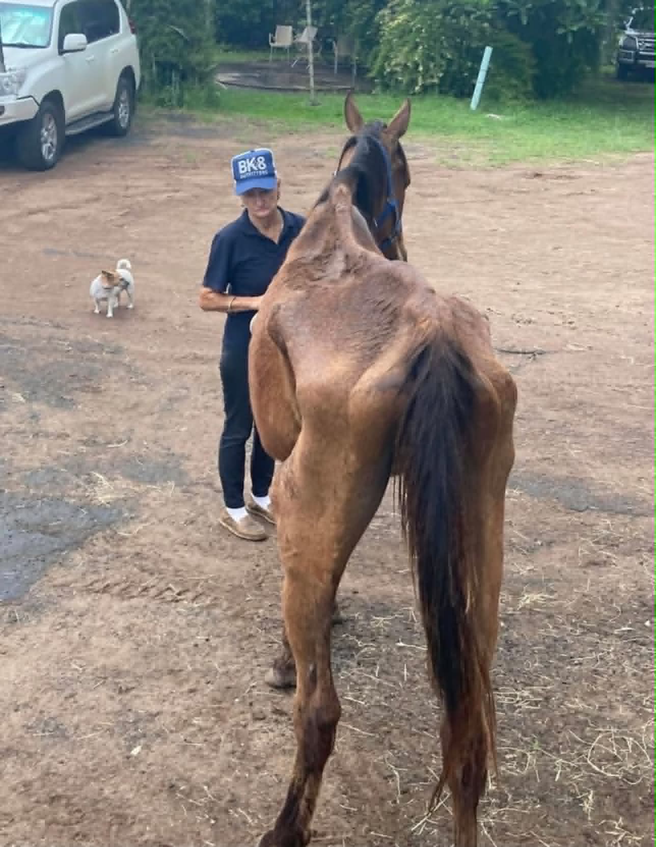 Cillian on arrival — underweight chestnut horse from behind, being led by a carer