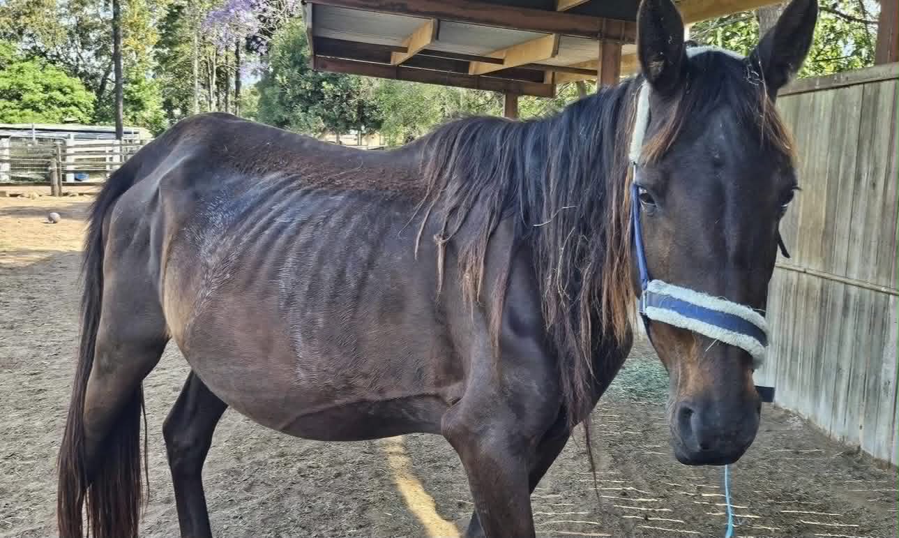 Oonagh on arrival — dark bay mare showing prominent ribs standing under a shelter