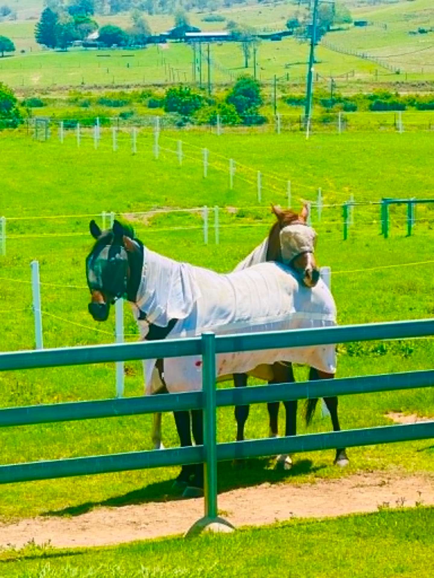 Two horses in fly masks and rugs on a sunny day