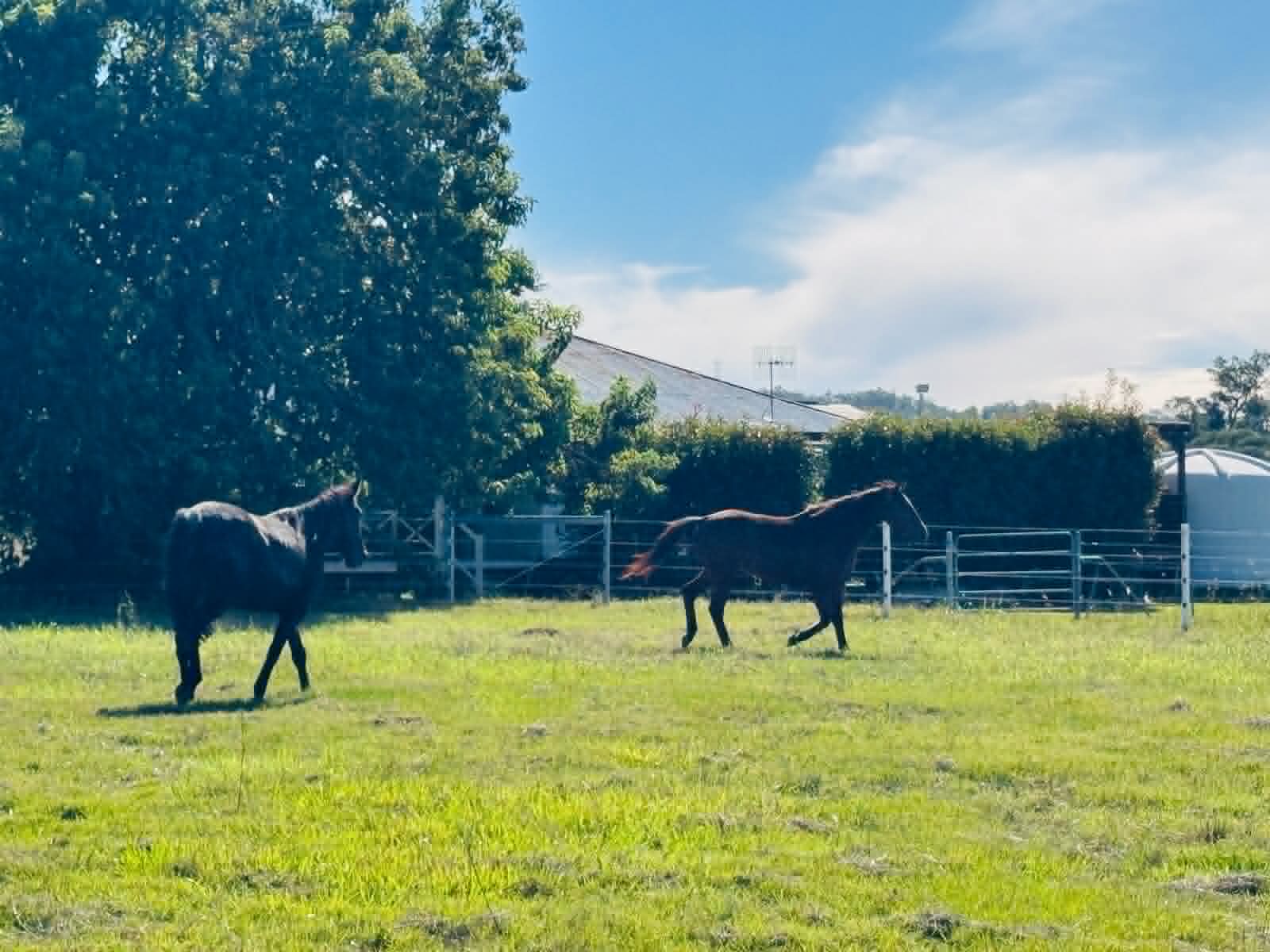Two horses walking together across the paddock