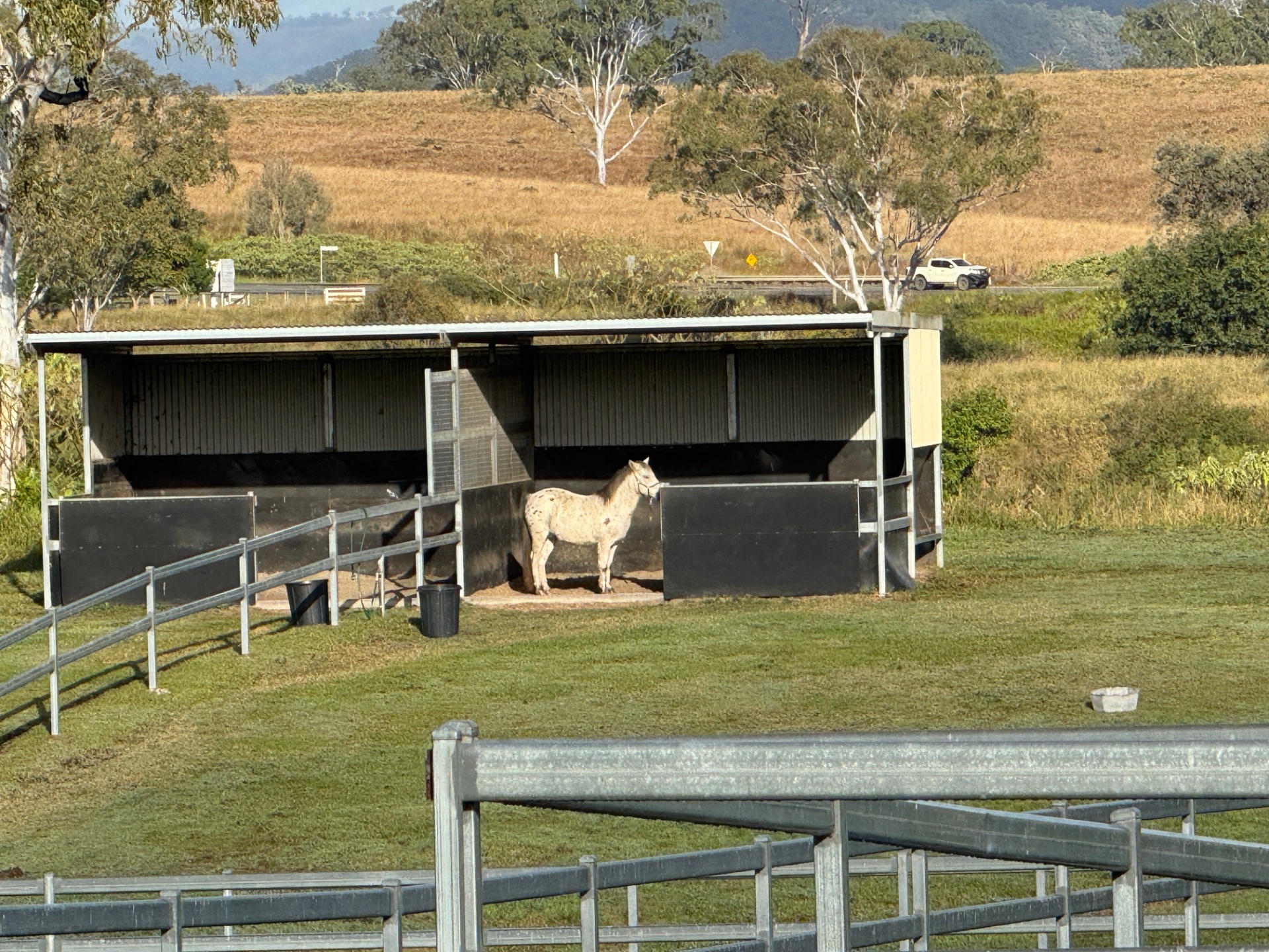 Spotted horse by the shelter in bright morning light