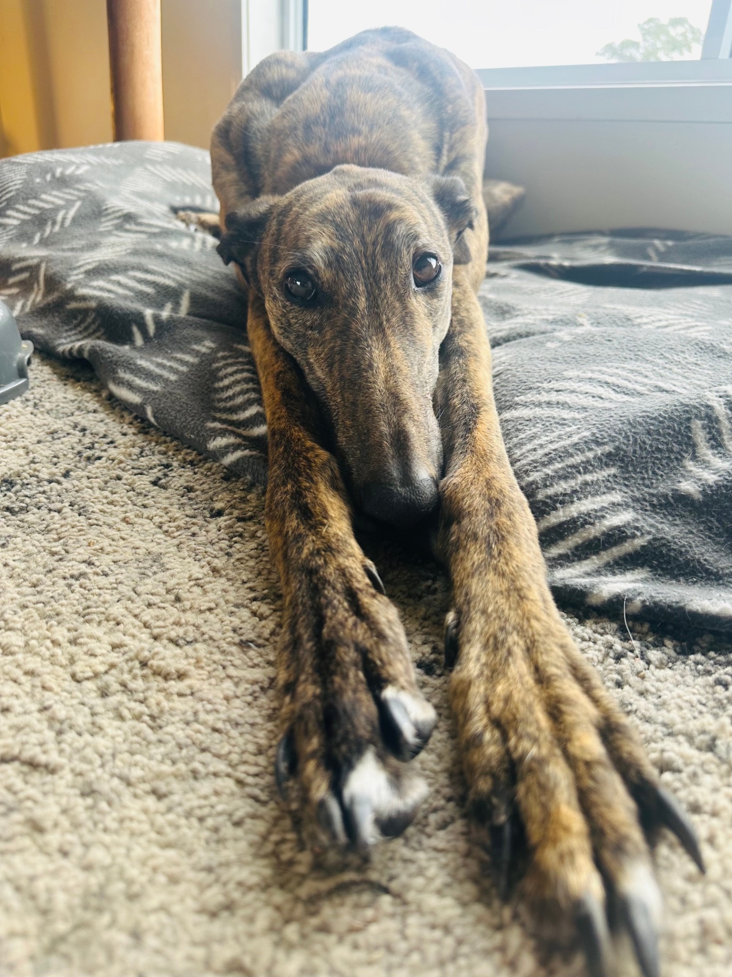 Brindle greyhound resting peacefully by the window