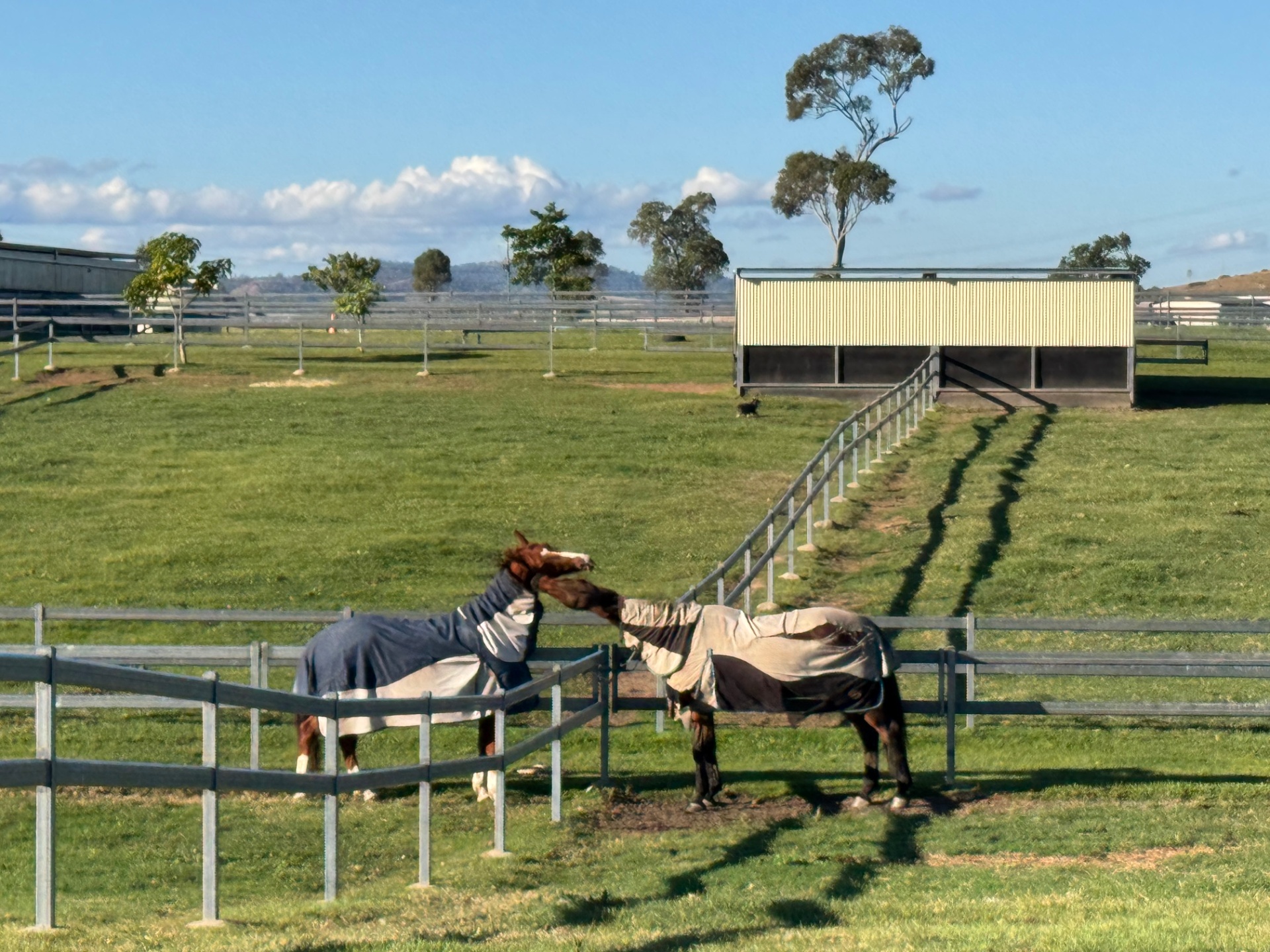 Two horses greeting each other over the fence line in the late afternoon