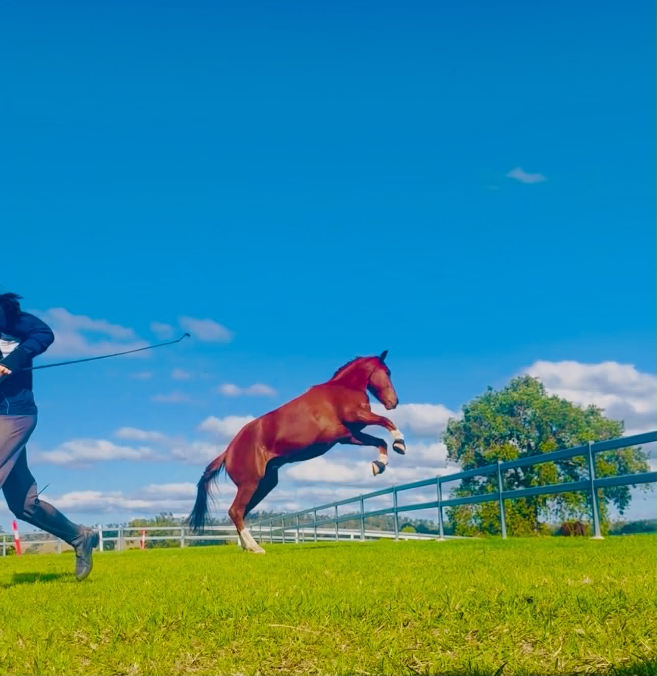 Caolàn (Nico), 8yr Warmblood gelding · Rescued 2024