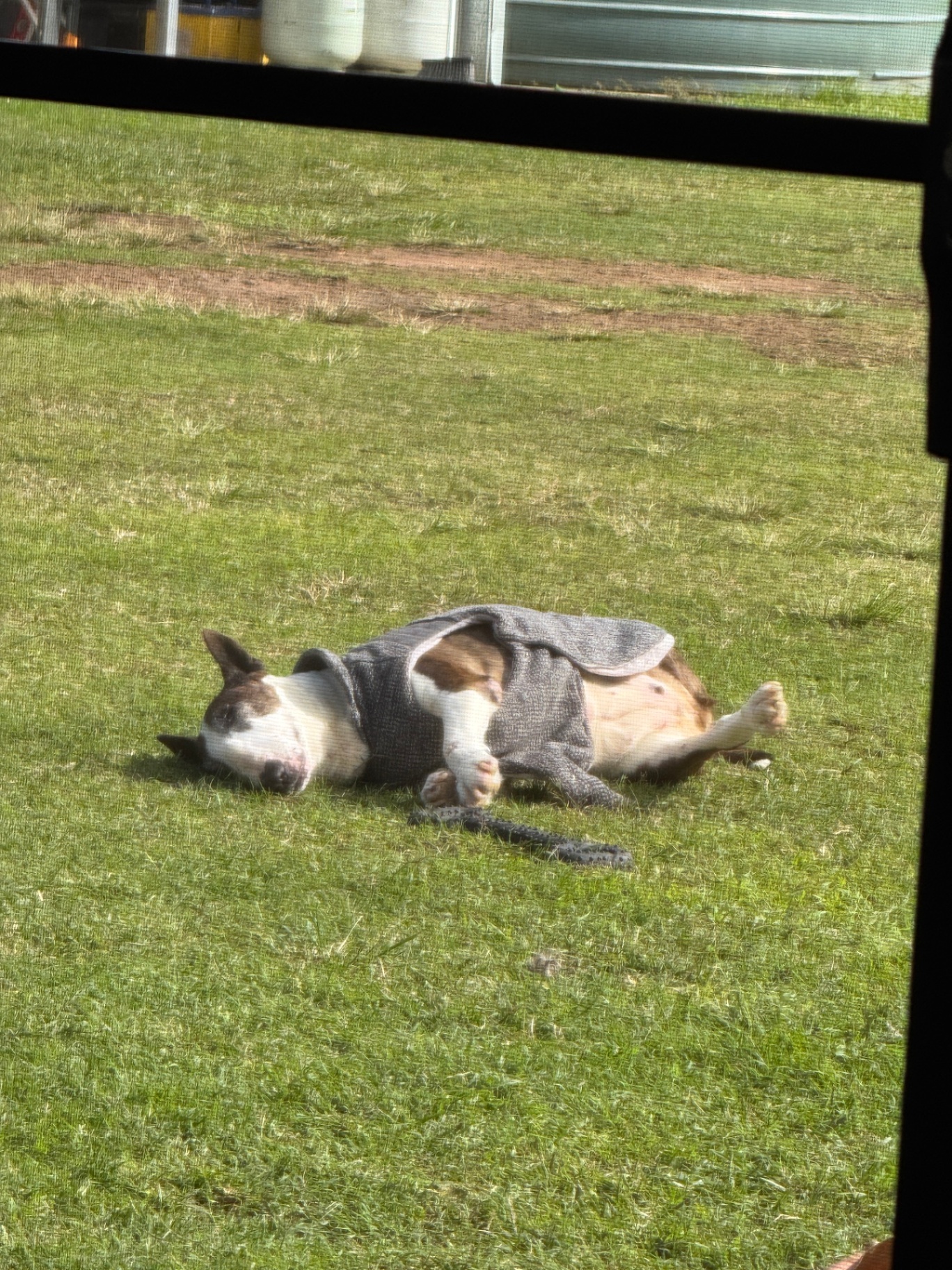 Dog sleeping on the lawn in the sunshine wearing a coat