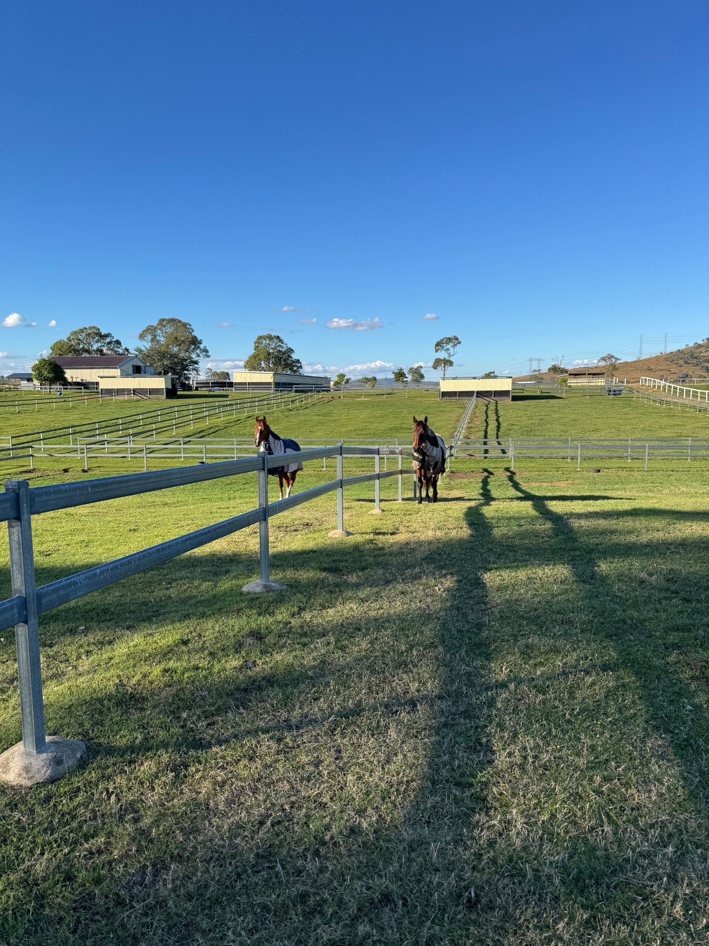 Two horses standing in the paddocks with the sheds beyond